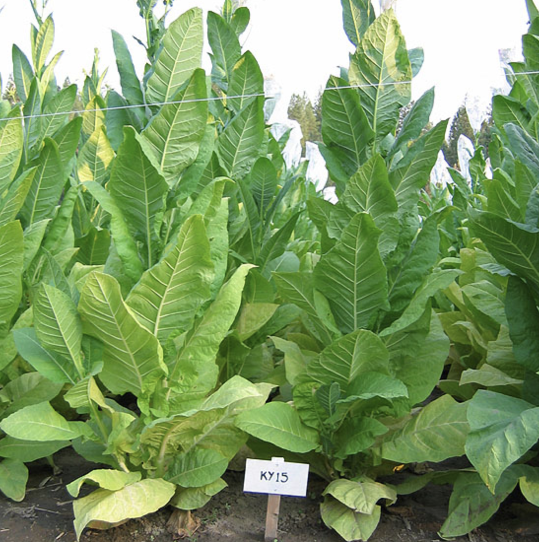 ky-15-tobacco-seed-urban-farmer